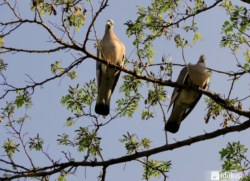 Leskelődünk, leskelődünk?