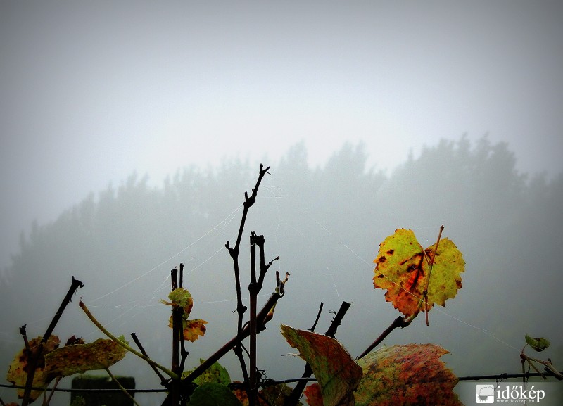 Még mindíg borús, esős, nyírkos! :(