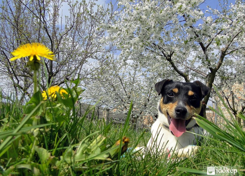 Kutyajó idő van!