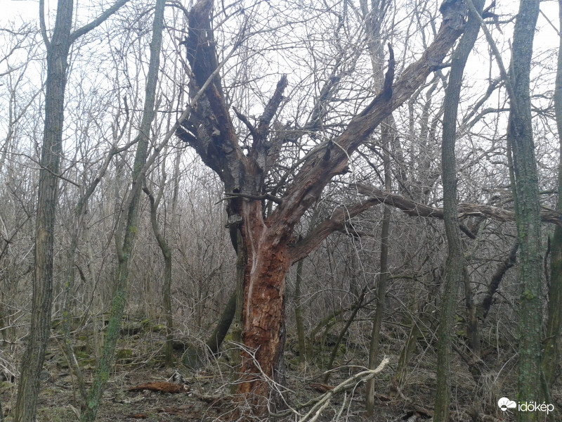 Dr. Harkály rendelője