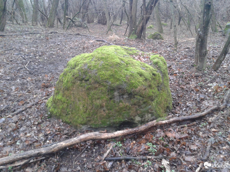 Egy simogatni való...