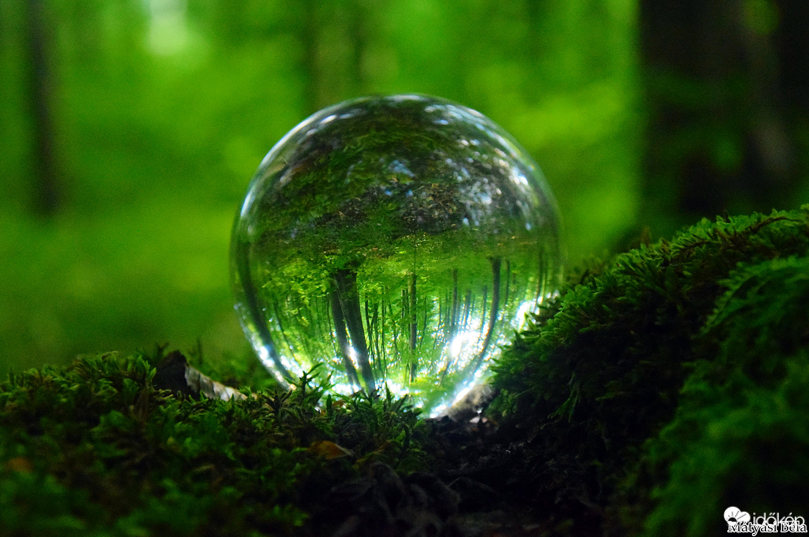 Lensball - Bükkben..