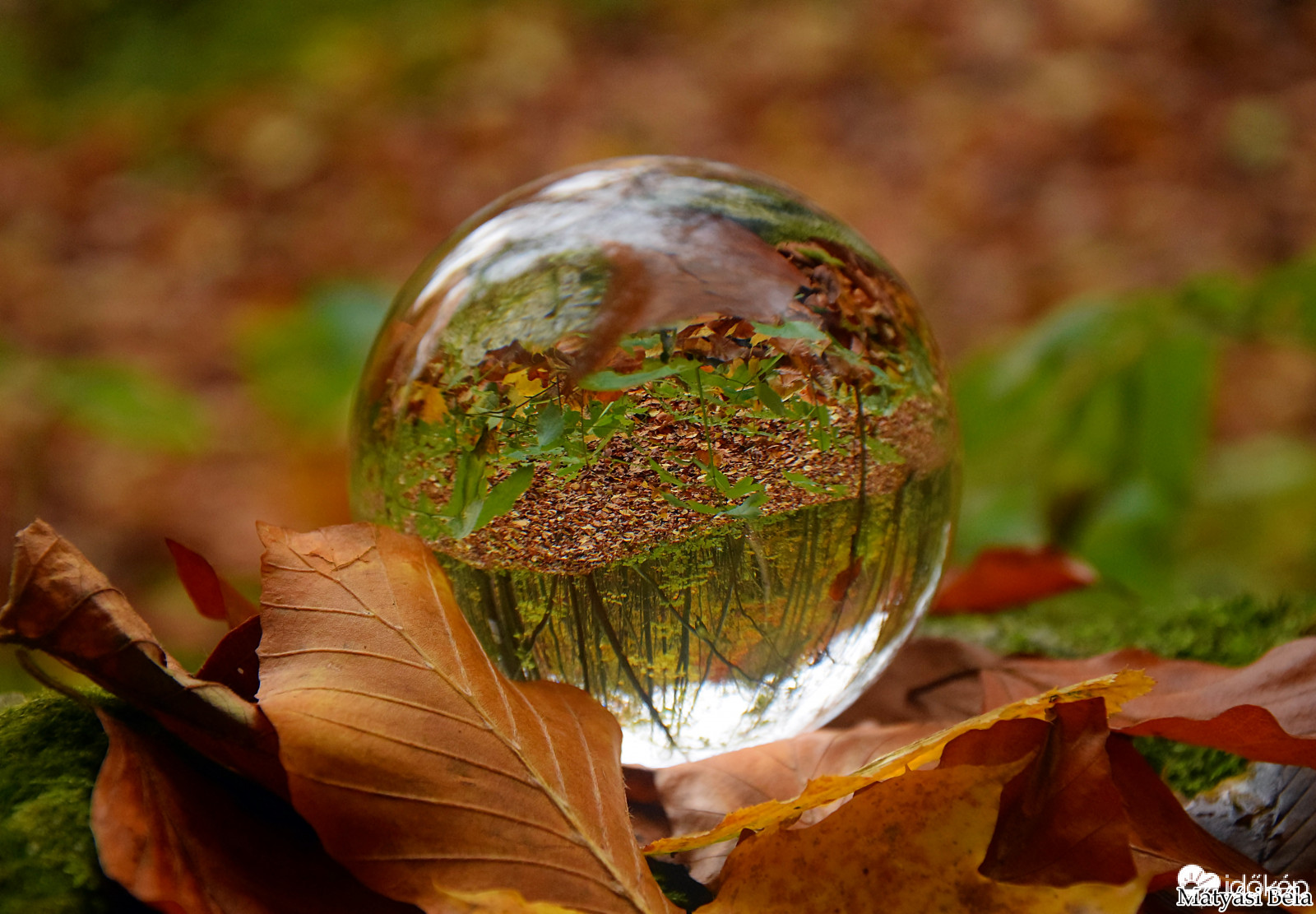 Lensball - Bükkben..