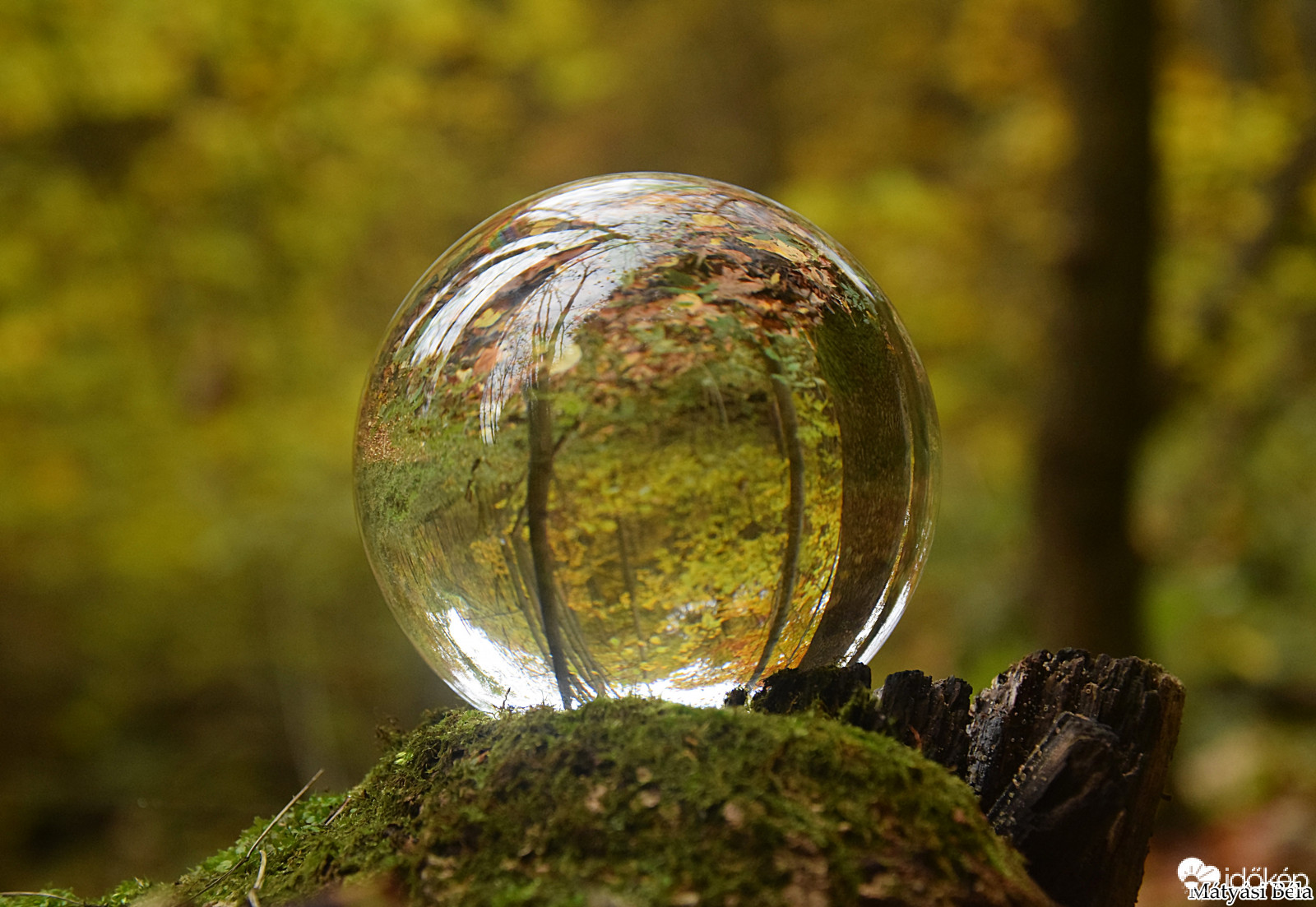 Lensball - Bükkben..