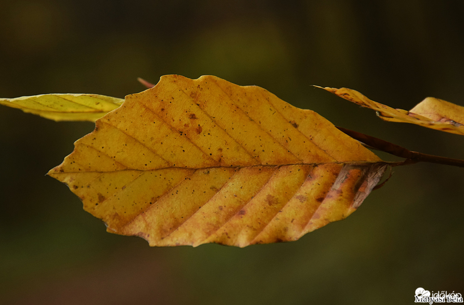 Öszi Falevél.