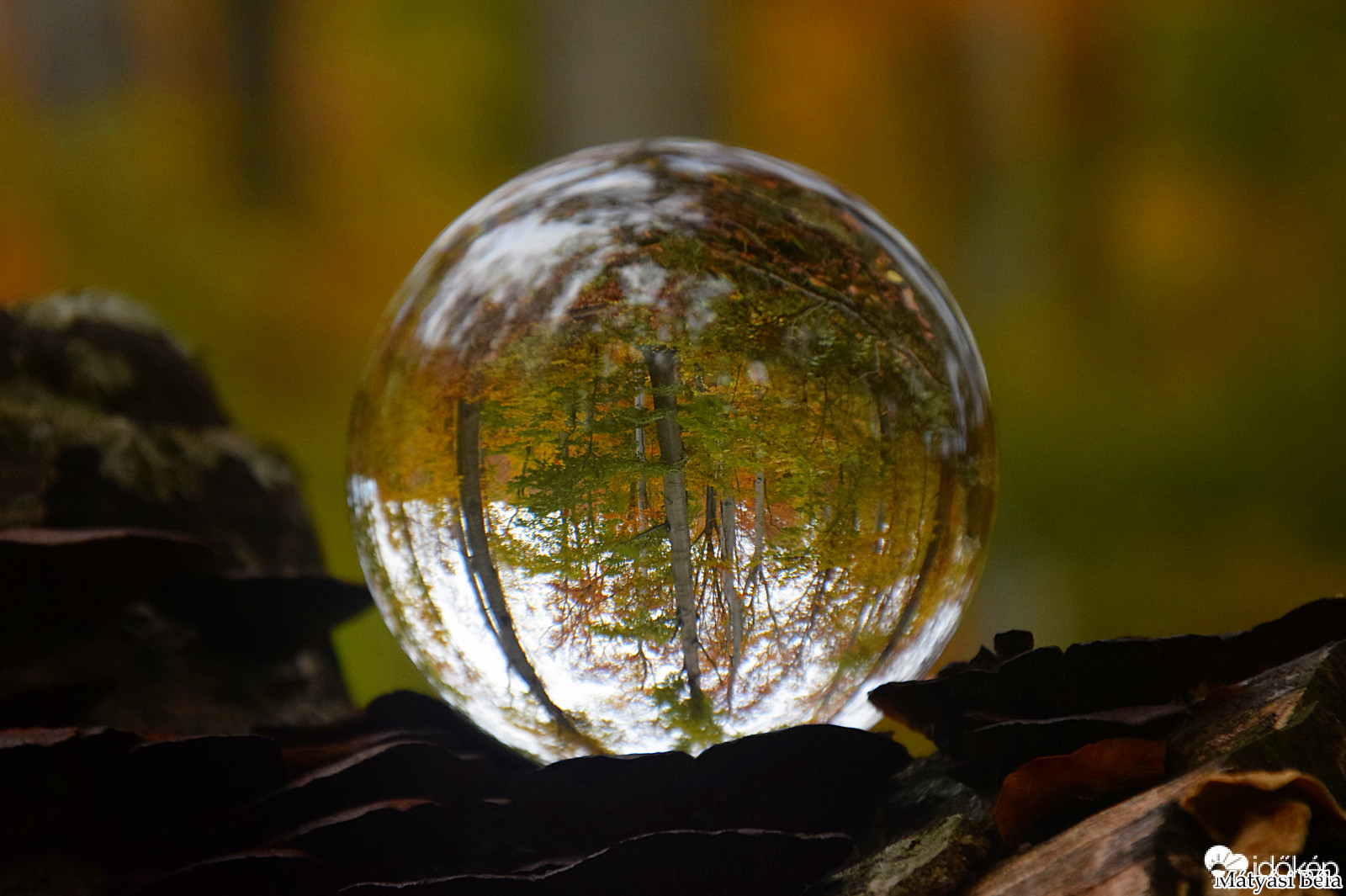 Lensball - Bükkben..