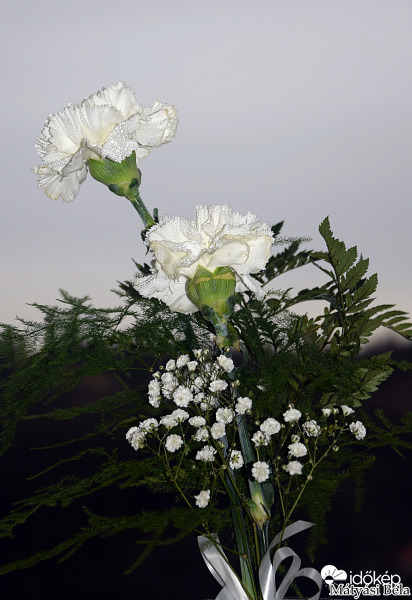 Fehér Szegfűk.