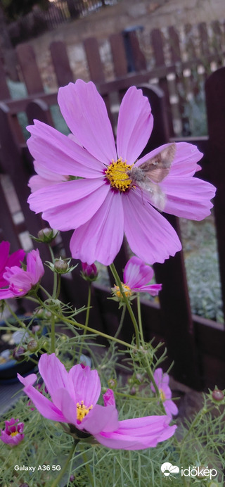 Pákozd