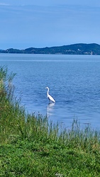 Balatonfenyves