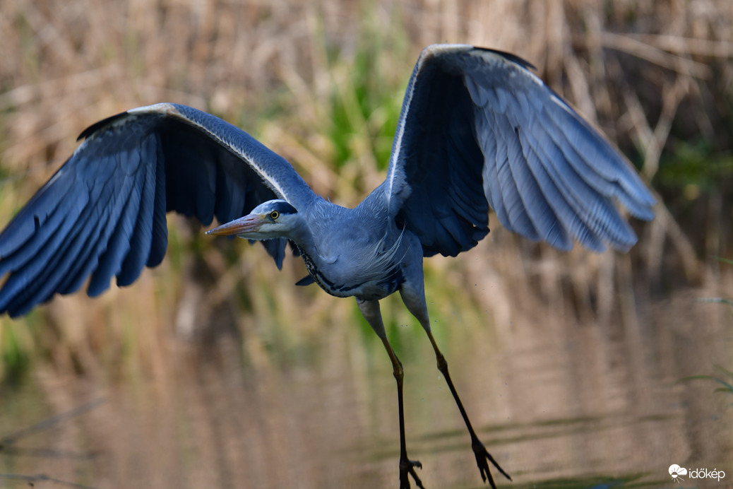 Szárnyaló szürke gém
