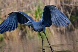 Szárnyaló szürke gém