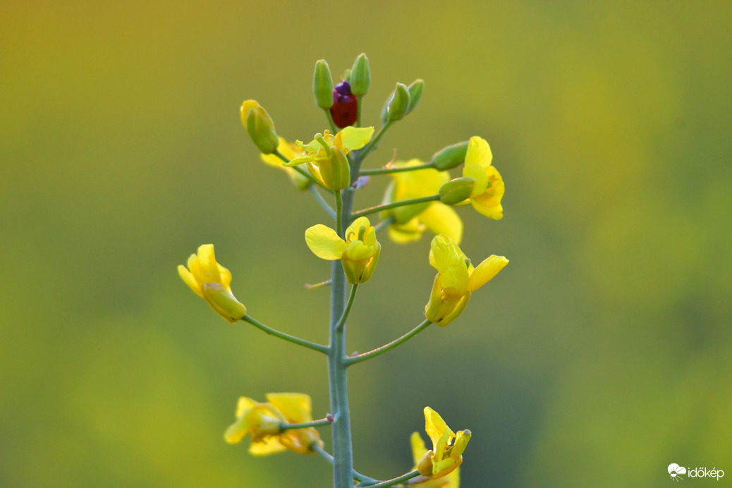 "Sárgát virágzik a repce..." 