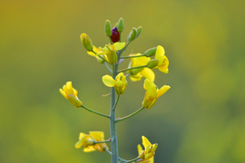 "Sárgát virágzik a repce..." 