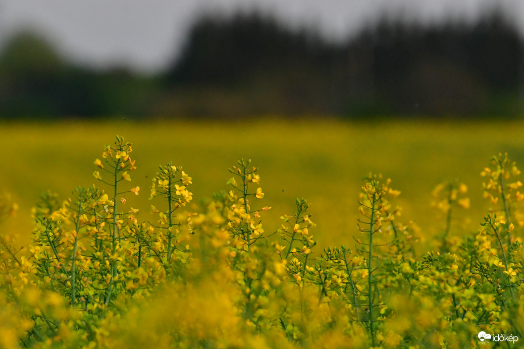 Sárga mező... Repce föld
