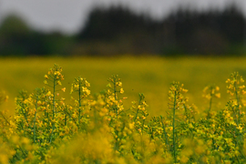 Sárga mező... Repce föld