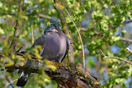 Szerelmes örvös galamb pár 