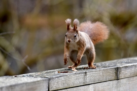 Váárj meg, jövök már! :))