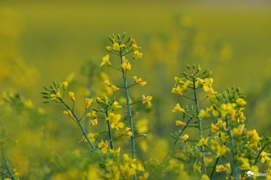 Virágzó repce 