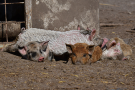 Egymás hegyén-hátán