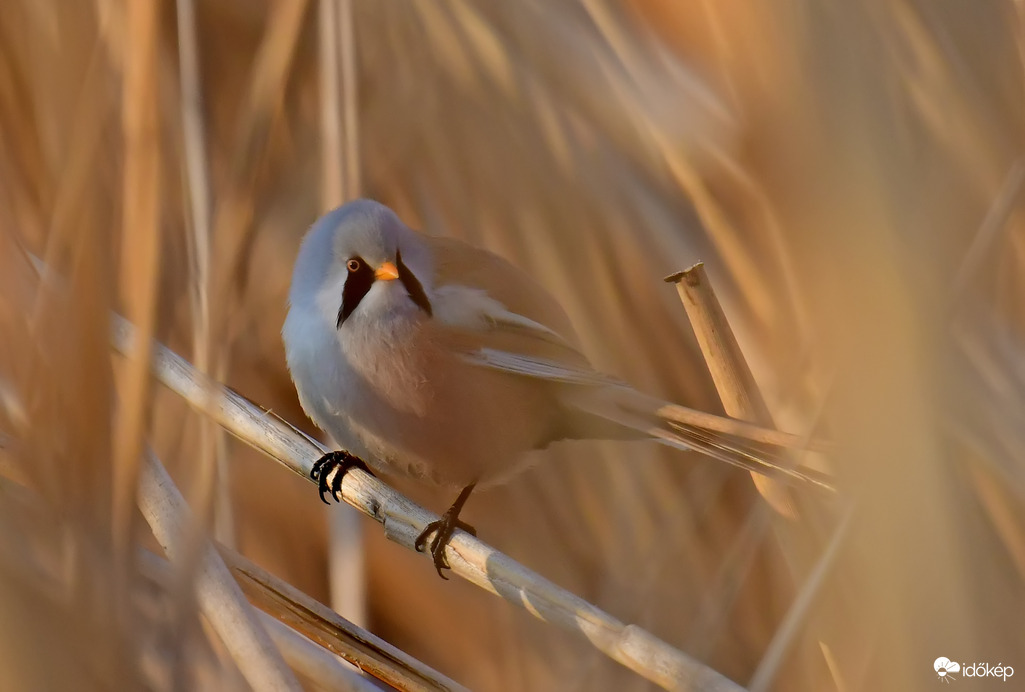Barkóscinege a nádas mélyén 