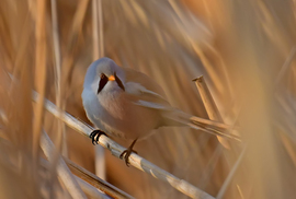 Barkóscinege a nádas mélyén 