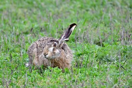 Fél füllel is hallom, hogy hívogattok :))