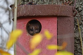 Mindenkinek jobb bekuckózni a télre... :))