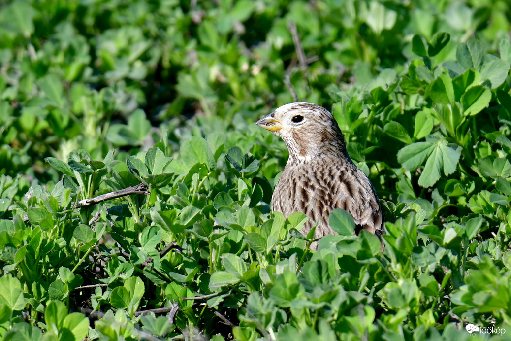 Sordély a lucernásban 