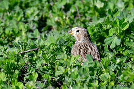 Sordély a lucernásban 