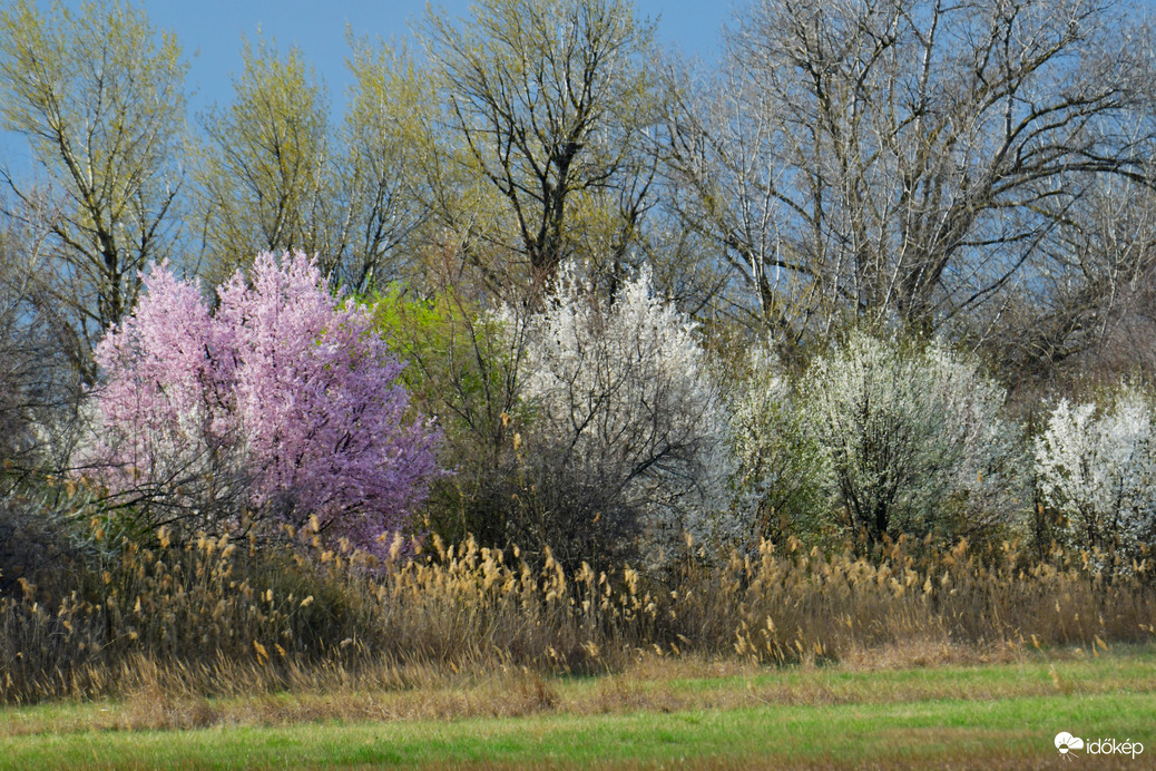 Virágba borult táj