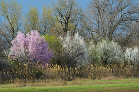 Virágba borult táj