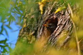 Seregély az odújában