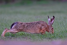 Ünnepekre gyúrok ;)
