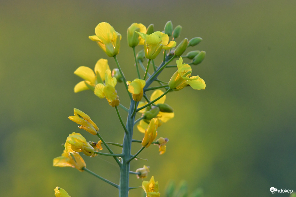 Repce virágzás