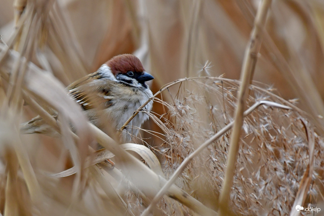 Március 20 - Verebek világnapjára 