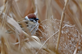 Március 20 - Verebek világnapjára 