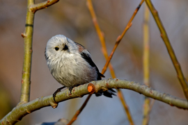 Őszapóka fürdés után 