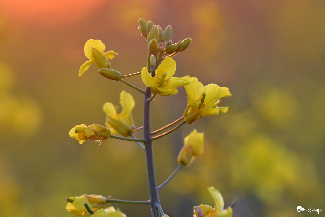 Búcsúzó fényekben 