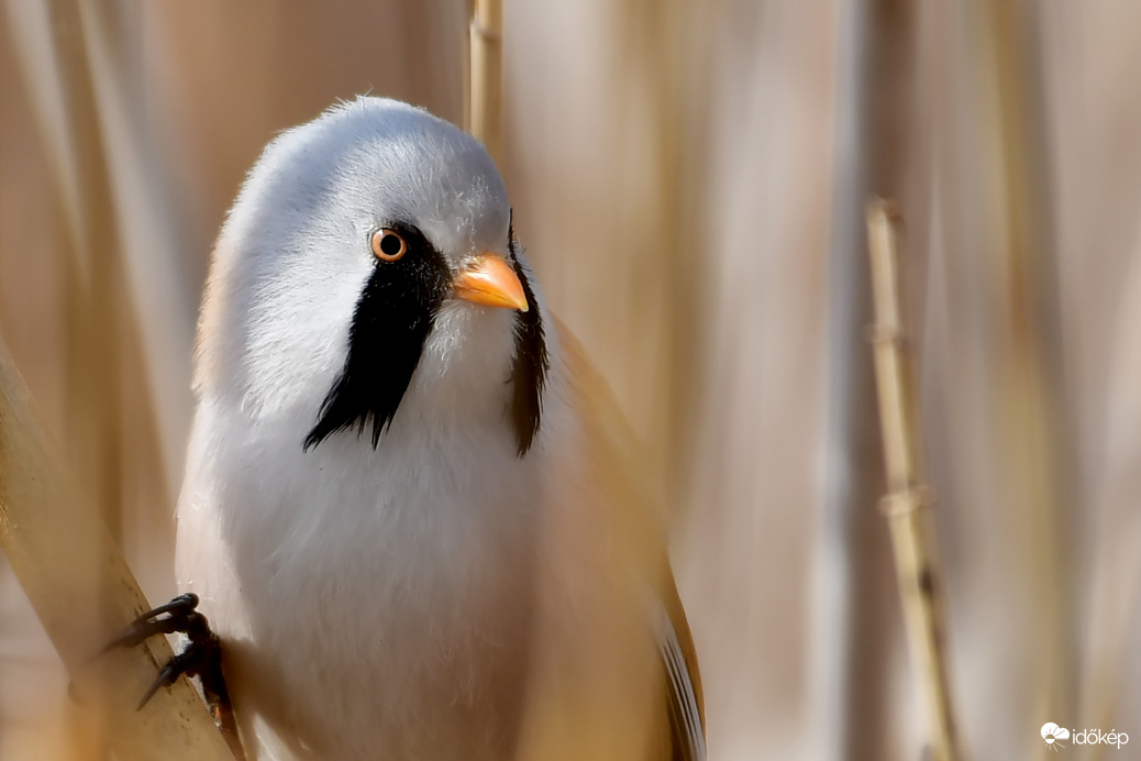 Barkóscinege portré