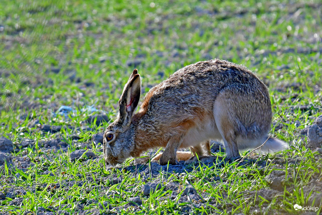 Két hét múlva érkezem...