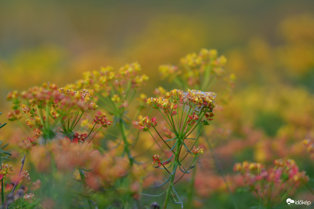 Farkaskutyatej (Euphorbia cyparissias)