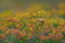 Farkaskutyatej (Euphorbia cyparissias)
