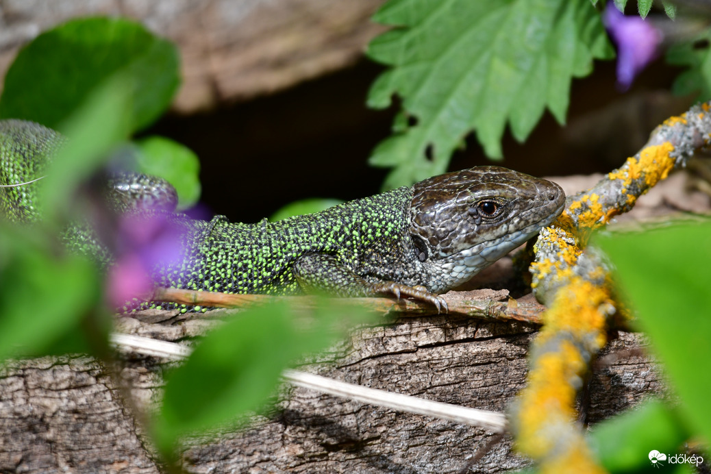A Zöld gyík is napozik... :)