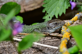 A Zöld gyík is napozik... :)