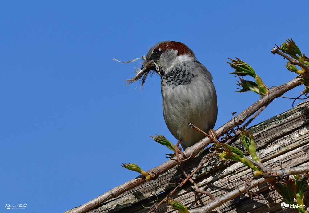 Házi veréb fészekanyagot gyűjt