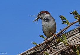 Házi veréb fészekanyagot gyűjt
