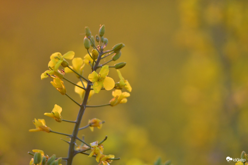 Repce virágzás 