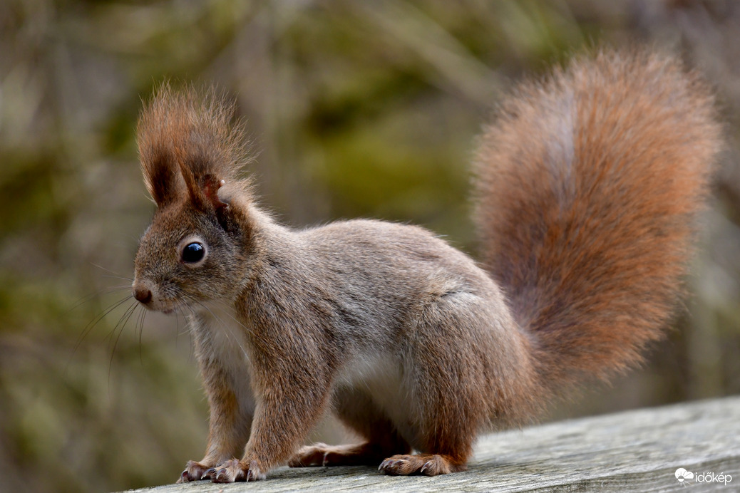A tanösvény kis lakója 