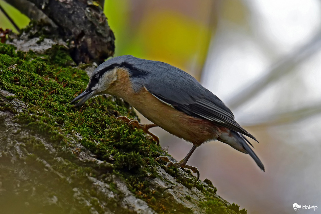 Magot rejtő csuszka 