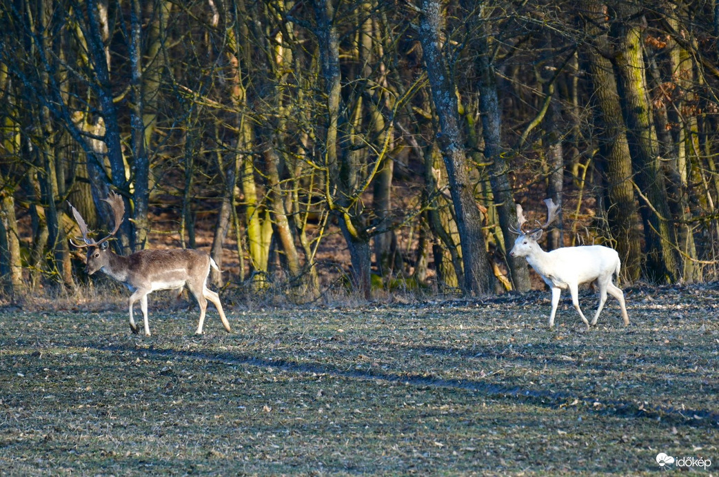 Dámok az erdő szélen 